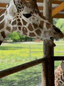 a close up of a giraffe 's head with its mouth open