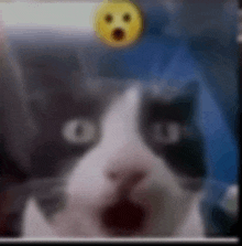 a blurry picture of a cat with a surprised face on it 's head