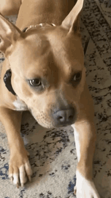 a brown dog with a black collar is laying down on a rug