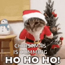 a cat is dressed as santa claus and standing next to a christmas tree .