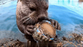 an otter is holding a shell in its mouth in the water
