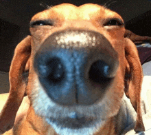 a close up of a dachshund 's nose with its eyes closed