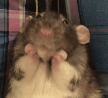 a close up of a rat 's face and paws on a plaid blanket .