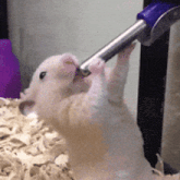 a hamster is drinking water from a blue hose