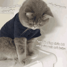 a gray cat wearing a blue shirt is sitting on a shelf