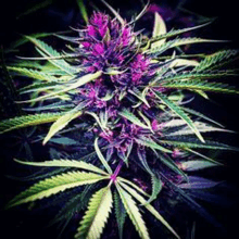 a close up of a marijuana plant with green leaves and purple flowers .