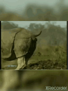 a video of a rhino with the number 15478413 on the bottom right