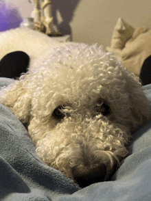 a white dog with curly hair is laying on a bed