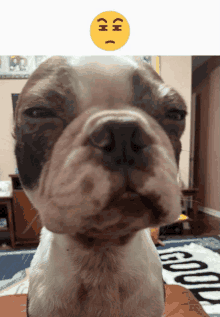 a close up of a dog 's face with a yellow smiley face above it