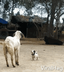 a dog and a goat are standing in a dirt field with the words viral hog on the bottom left