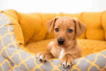 a small brown puppy is laying in a yellow and gray dog bed .