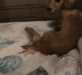 a brown dog is laying on a bed with a floral blanket