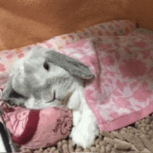 a rabbit is sleeping on a pink blanket