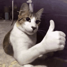 a cat is giving a thumbs up sign while sitting on a bed .