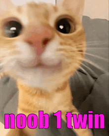 a close up of a cat with the words noob 1 twin written in pink