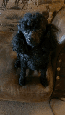 a black poodle is sitting on a brown couch