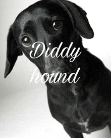 a black dog with the word diddy hound written on it