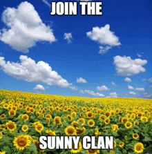 a field of sunflowers with the words join the sunny clan above it