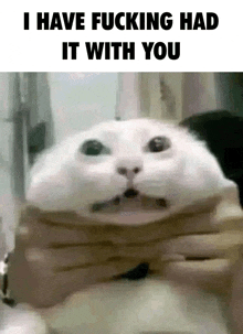 a white cat with a surprised look on its face and the words i have fucking had it with you .