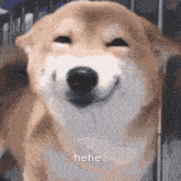 a close up of a dog 's face with the words " hee " next to it .