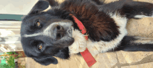 a black and white dog wearing a red collar looks at the camera