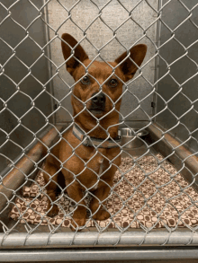 a small dog behind a chain link fence looking at the camera