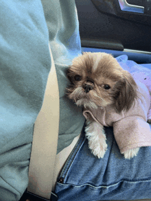 a small dog wearing a pink sweater is sitting on a person 's lap