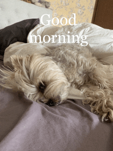 a small dog laying on a bed with the words good morning written above it