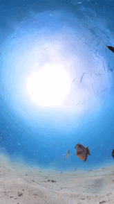 a group of fish are swimming in the ocean near a sandy beach