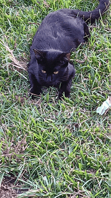 a black cat is standing in the grass looking at the camera