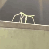 a picture of a spider with the words get stick bugged lol