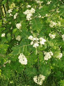 a tree with white flowers surrounded by green leaves