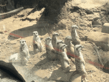 a group of meerkats are standing in the sand