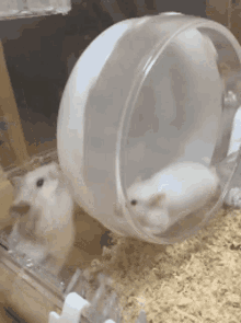 two white hamsters are running in a clear plastic wheel