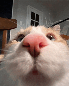 a close up of a cat 's nose looking at the camera