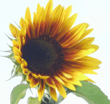 a close up of a sunflower with a green leaf