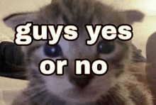 a picture of a kitten with the words guys yes or no