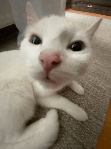 a white cat with a pink nose and black eyes