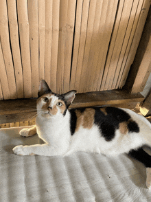 a calico cat laying on the floor looking up