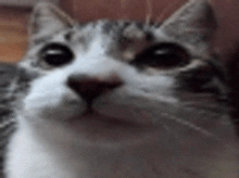 a close up of a cat 's face looking at the camera with a blurry background .