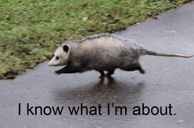 an opossum running down a road with the words i know what i 'm about