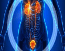 a x-ray of a woman 's kidneys and urinary system .