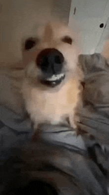 a dog is laying on a bed with its mouth open and looking at the camera .