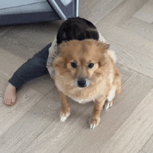 a dog is sitting on a wooden floor next to a person