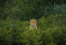 a tiger is sitting in a lush green forest