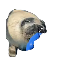 a seal with its eyes closed is holding a blue object in its mouth