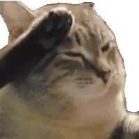 a close up of a cat 's face with its paw on its face