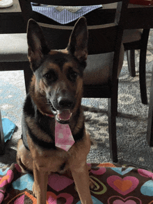 a german shepherd wearing a pink tie sits on a heart shaped blanket