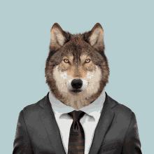 a wolf in a suit and tie looks like a man