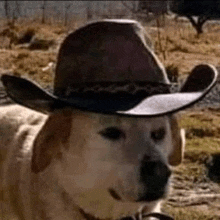 a dog wearing a cowboy hat is standing in a field and smiling .